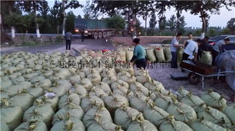 200噸飼料棗、爛棗、棗皮批發 樂陵市海豐飼料原料銷售中心價格優勢與產品實拍